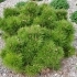 Pinus nigra 'Bambino' -- Kugel-Schwarzkiefer